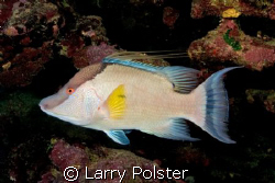 One of many Hogfish diving Roatan, Nikon D300 by Larry Polster 